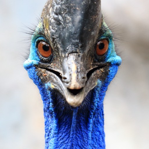 cassowaries