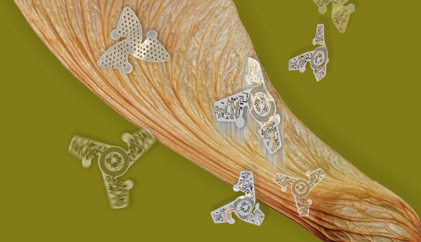 maple tree helicopters