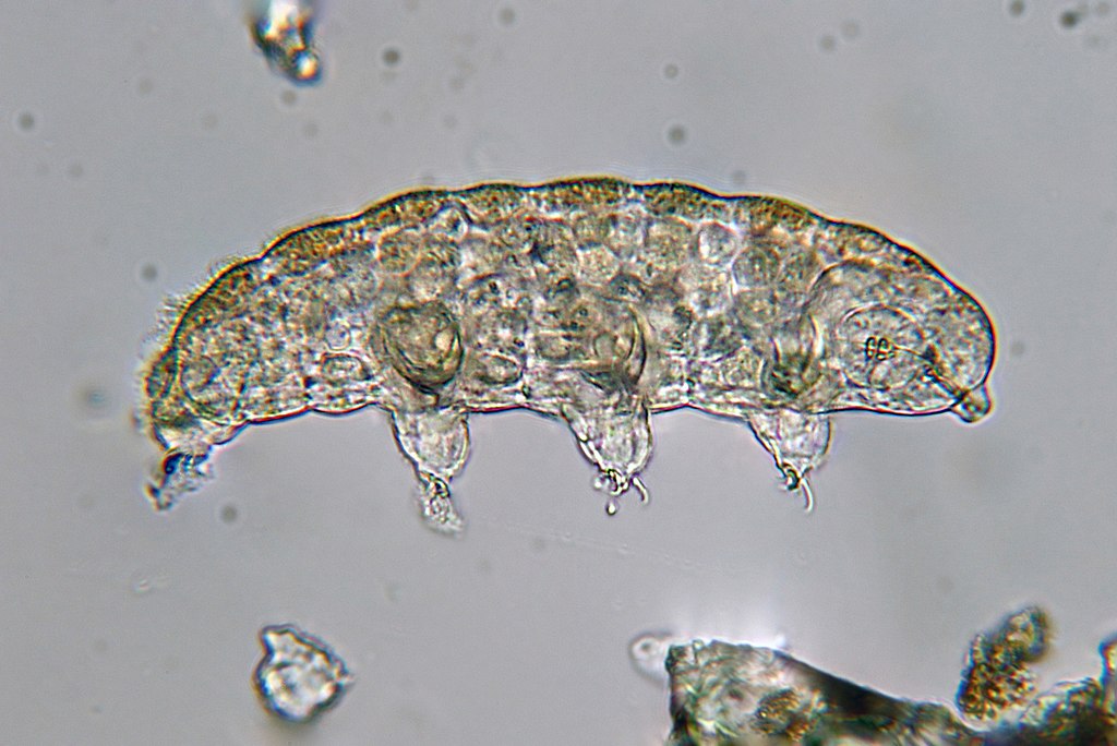 tardigrade