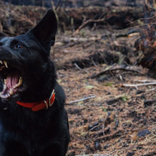 How rabies inspired vampires, werewolves, and other monsters