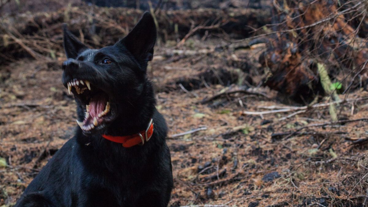 How rabies inspired vampires, werewolves, and other monsters