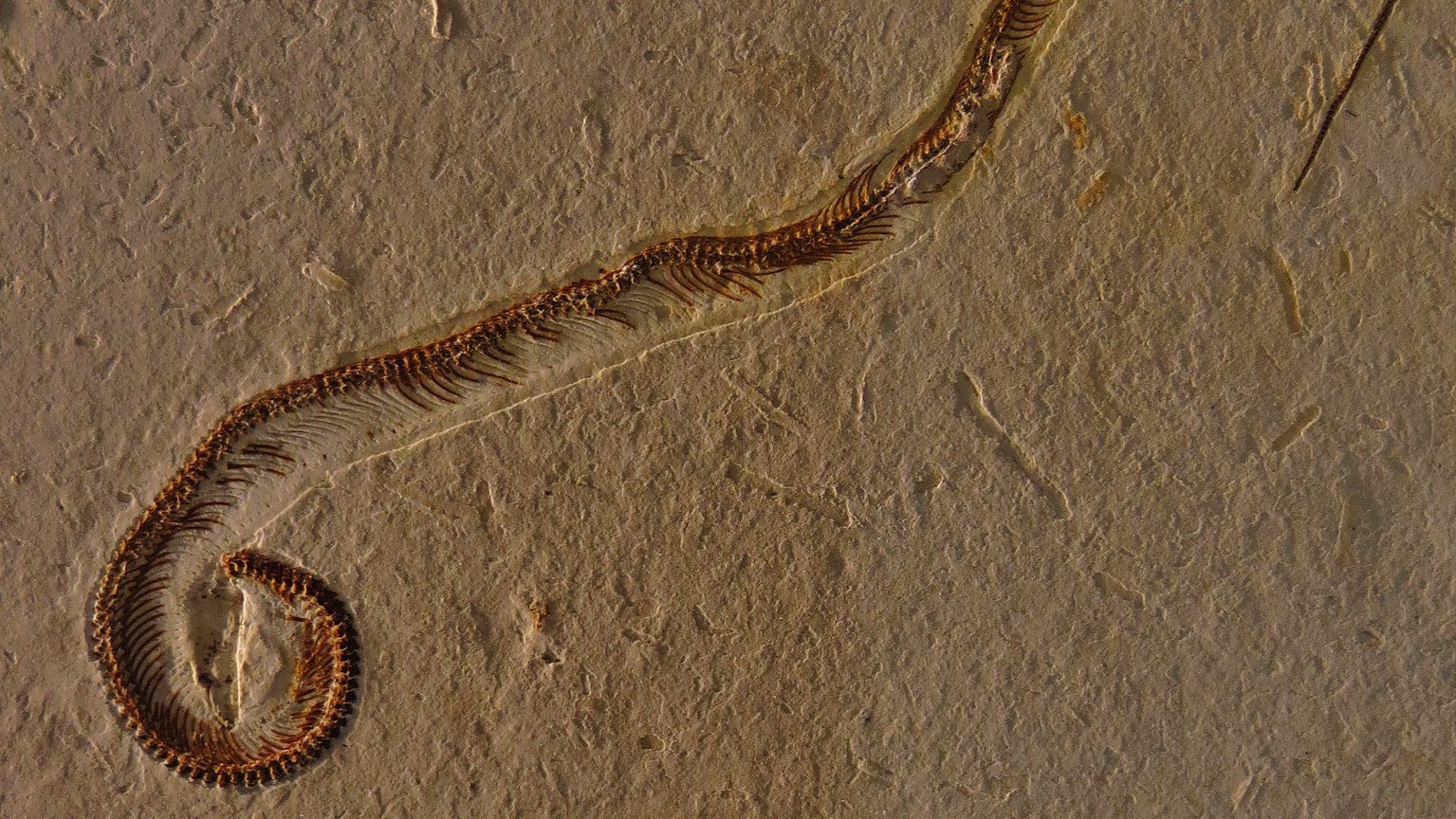 tetrapodophis
