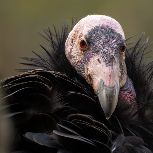 California condor does not need male to reproduce
