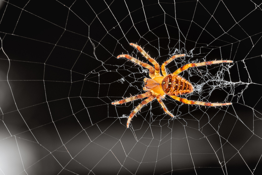 orb weaver