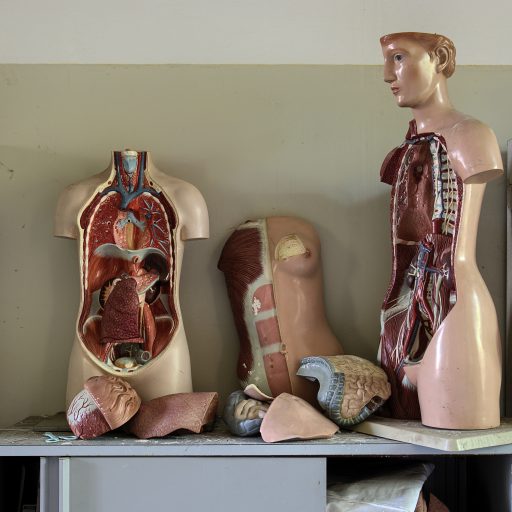 Plastic anatomical torsos in a classroom.