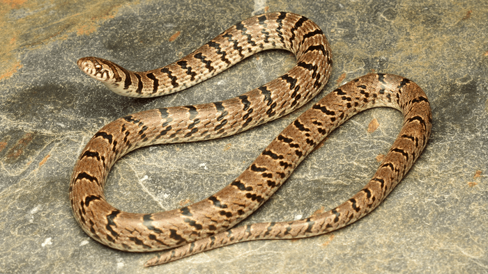 instagram snake