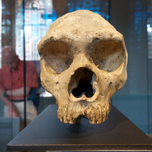 neanderthal dna