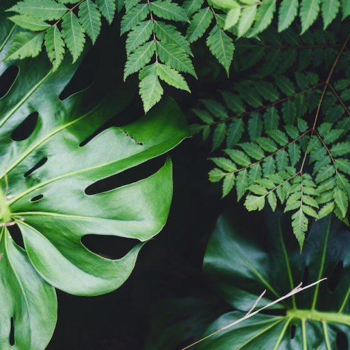 carbon dioxide + water → glucose + oxygen