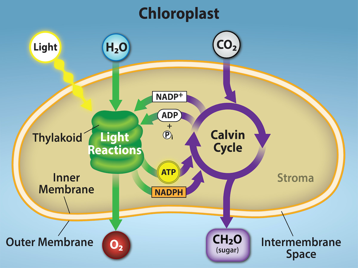 carbon dioxide + water &rarr; glucose + oxygen
