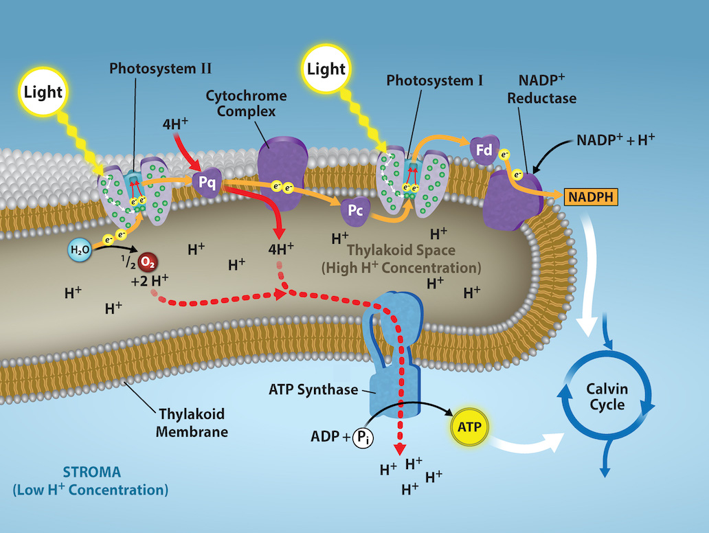carbon dioxide + water &rarr; glucose + oxygen