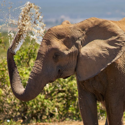 An elephant without any tusks in Addo Elephant Park.