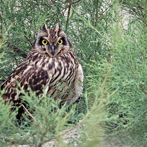 owl intelligent animal