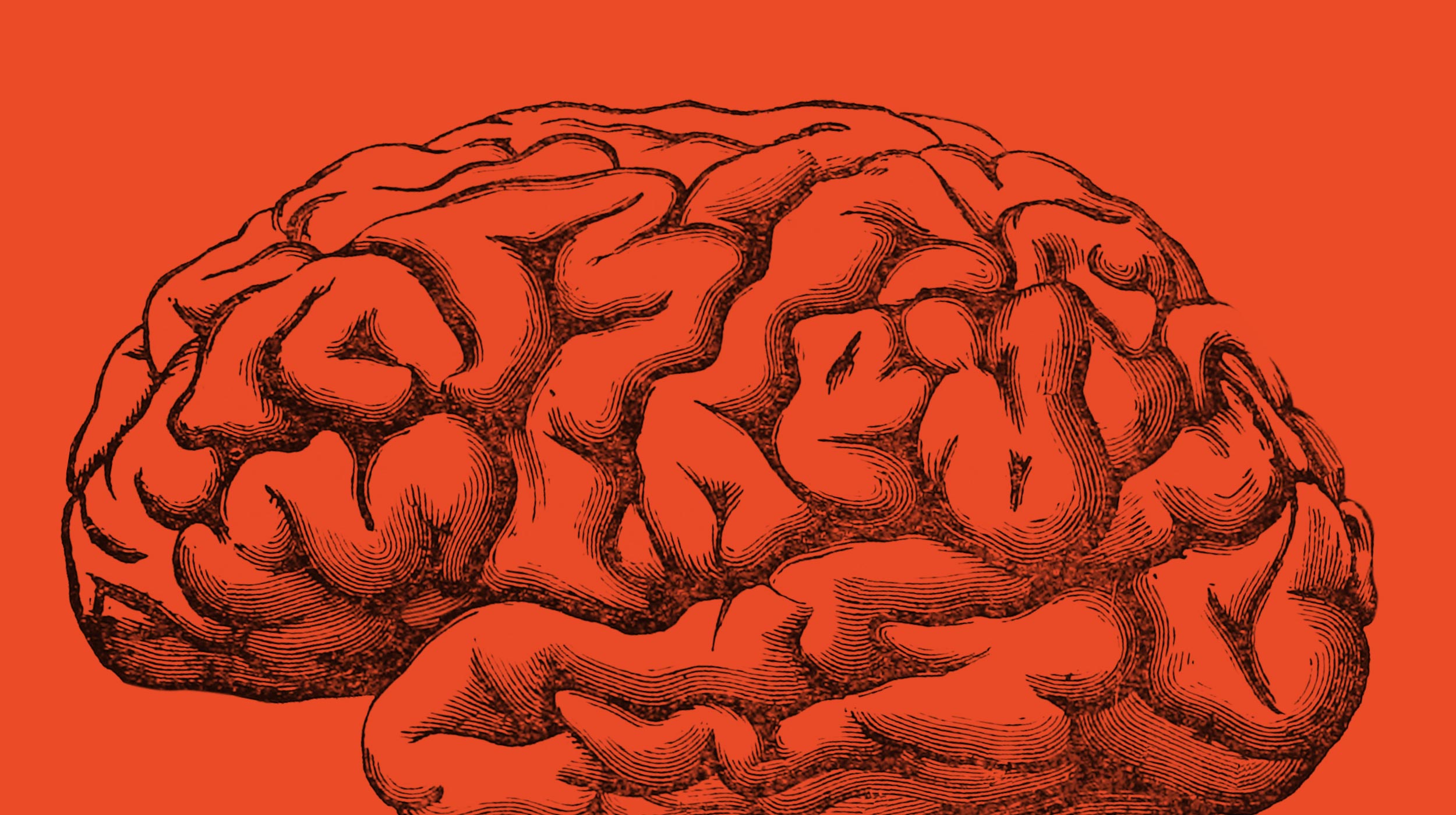 Illustration of a human brain, drawn with black ink lines on a solid orange background, symbolizing intellectual life.