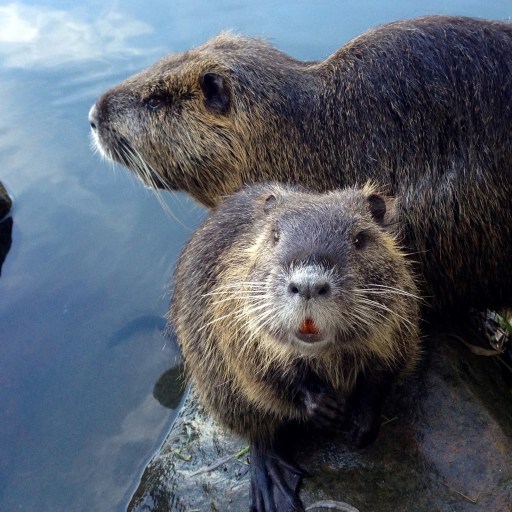 Two beavers resting in shallow water.