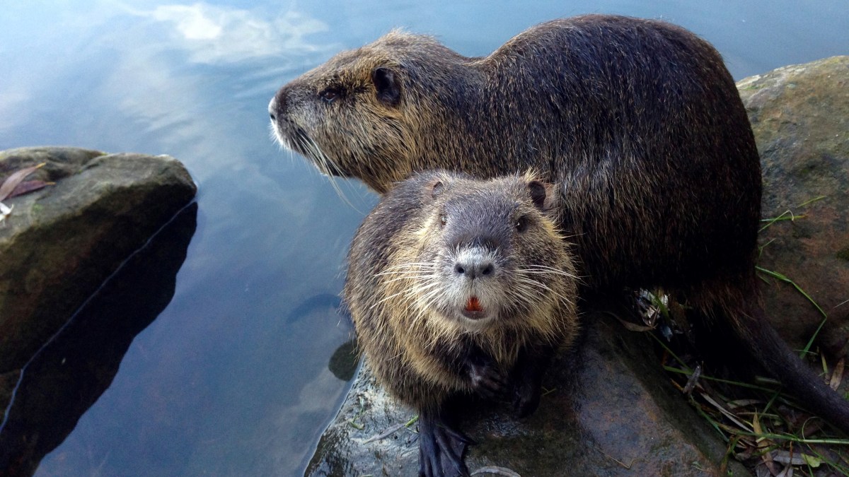 Two beavers resting in shallow water.
