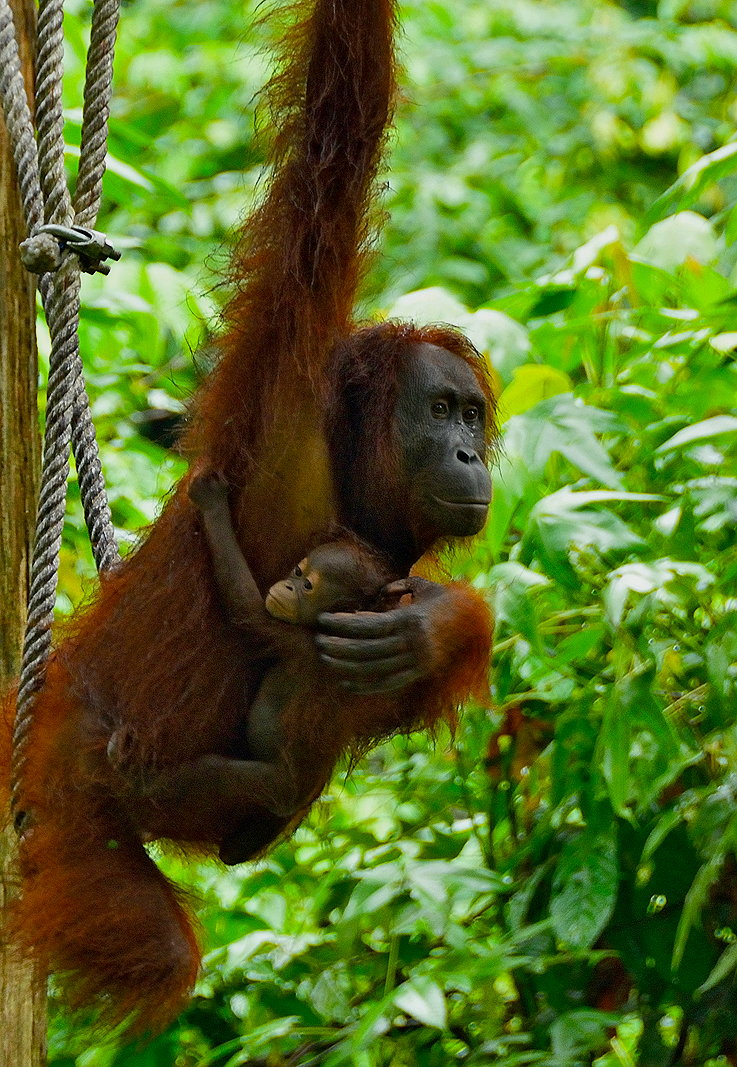 orang utan