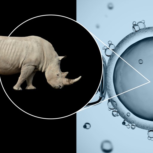white rhino extinction