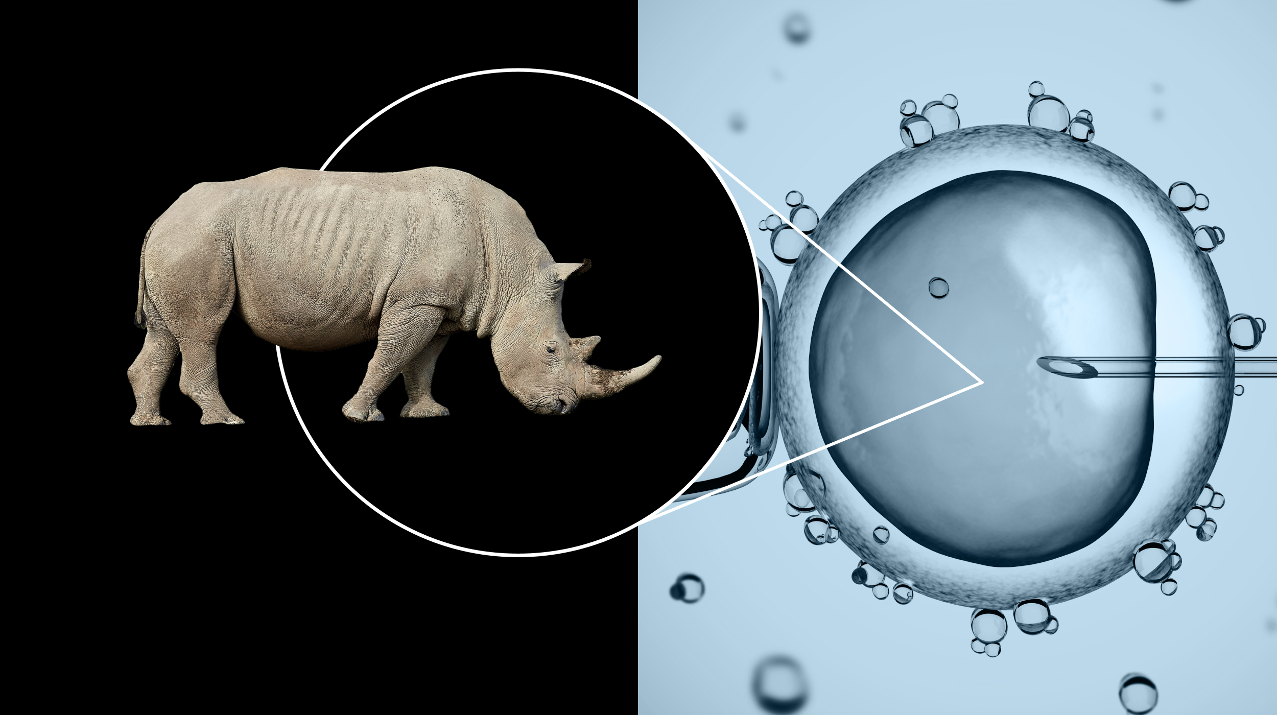white rhino extinction