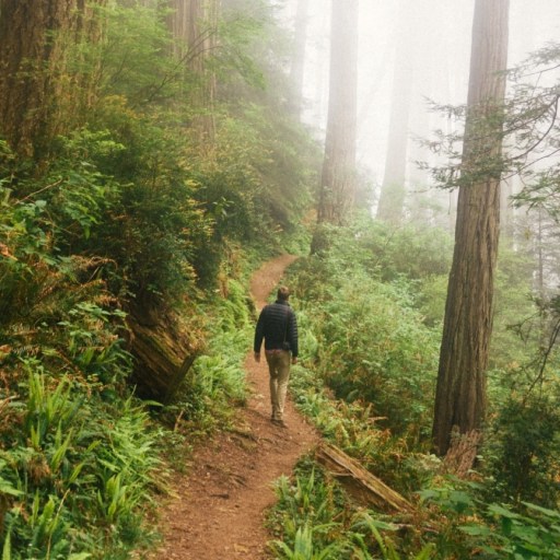 A man walking along a woodland path.