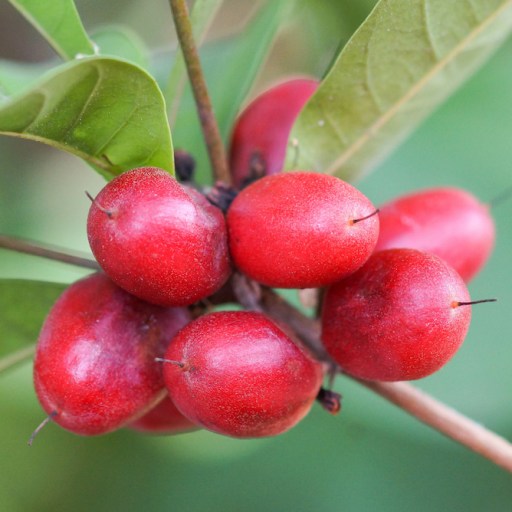 miracle berry