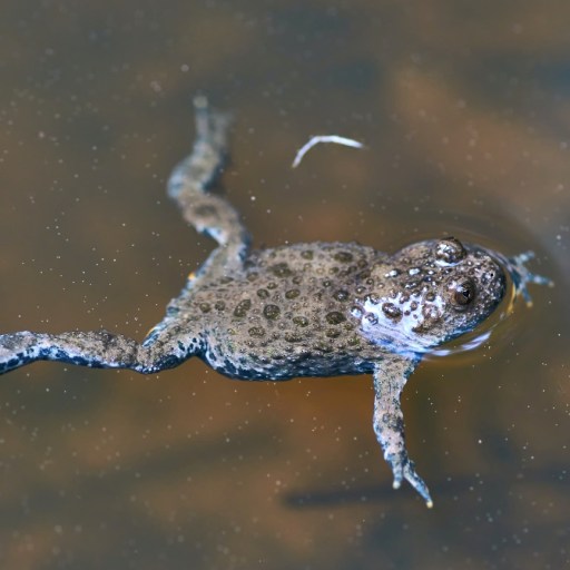 A frog swimming.