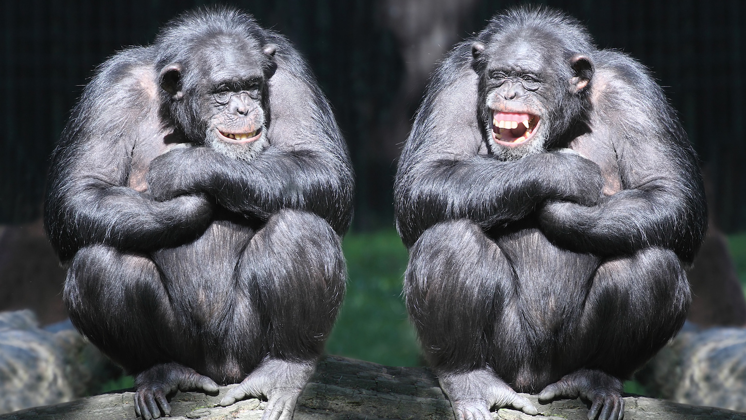 chimpanzees