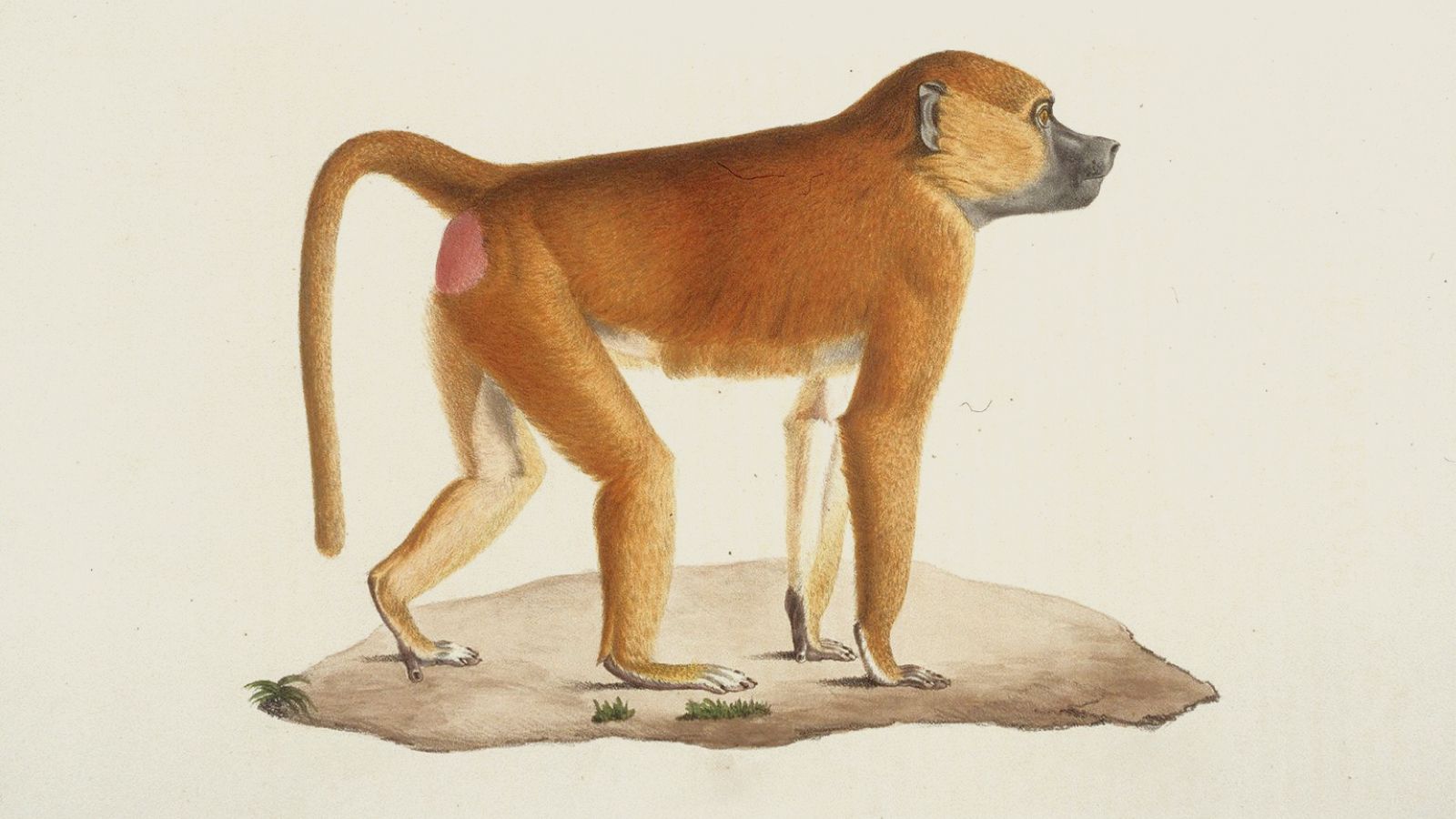 Illustration of a baboon standing on all fours, facing right, with a reddish-brown coat and a pink patch on its hindquarters—an awe-inspiring member of the animal kingdom.
