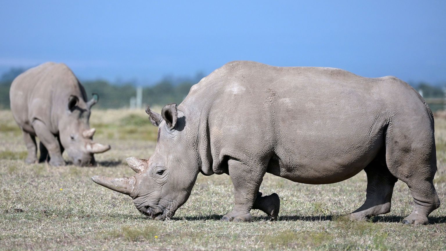 northern white rhino
