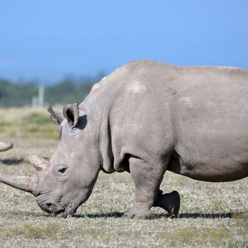 northern white rhino