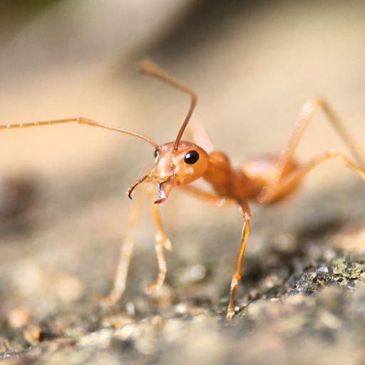 Close up of an ant on the ground.