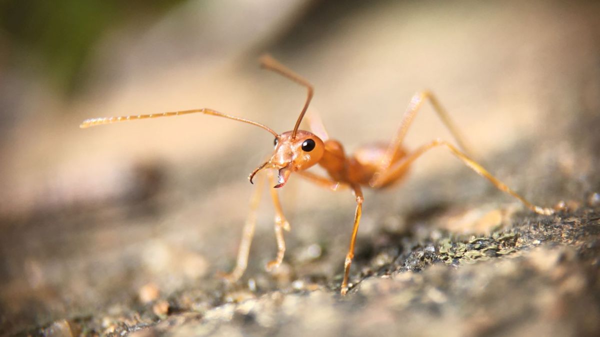 Close up of an ant on the ground.