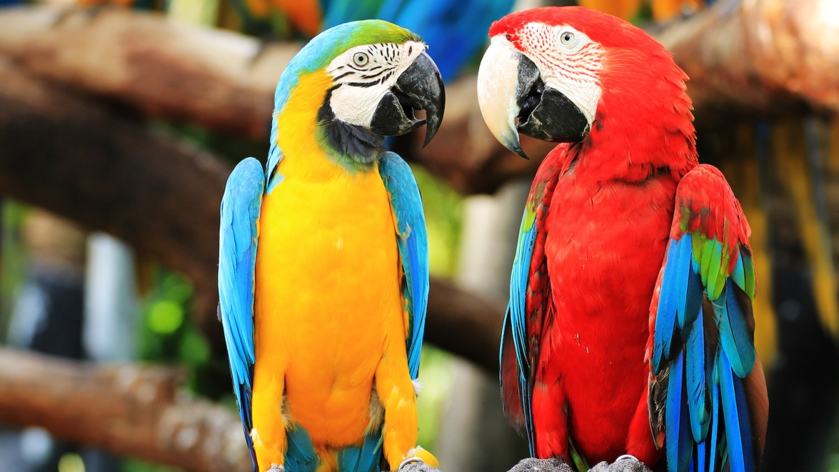 parrots