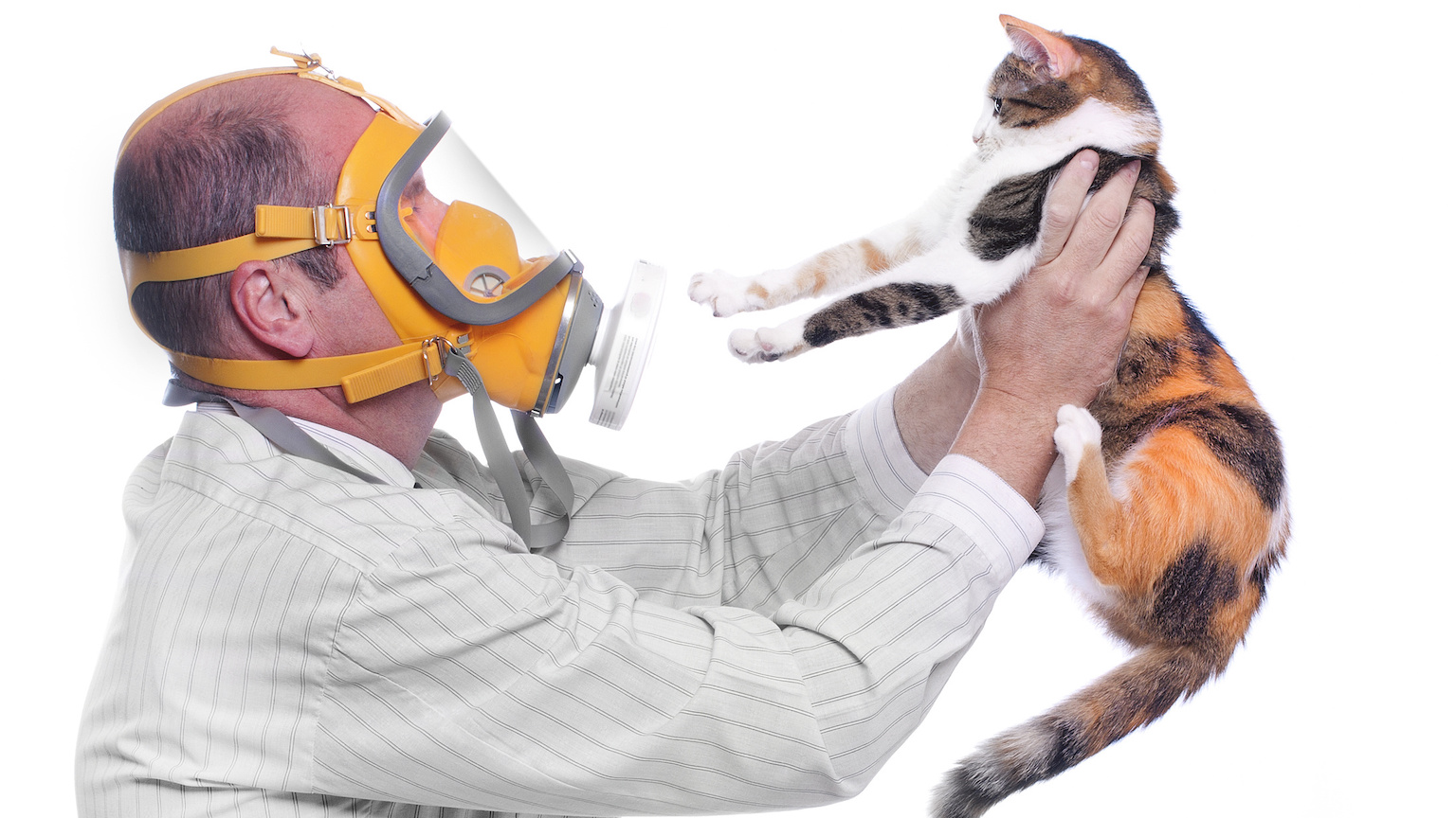 hypoallergenic cats