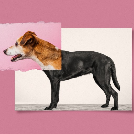 a photo of a [dog breed] on a pink background.