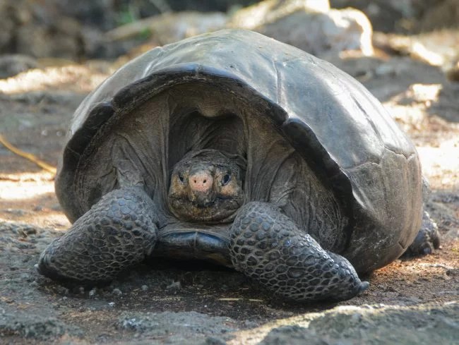 Fernanda the giant tortoise