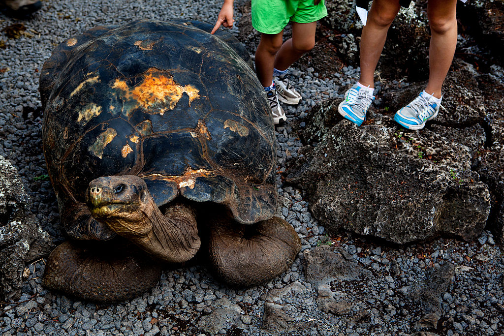 galapagos tortoise
