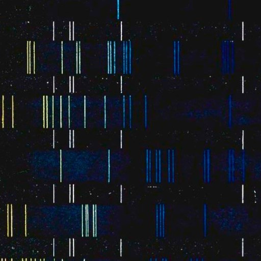 A dark background with vertical lines of varying lengths and colors—yellow, blue, and white—arranged in uneven rows and columns, evoking the randomness of the genetic lottery.