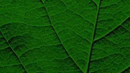 Close-up image of a green leaf showing detailed vein structure and texture, capturing the intricate design that highlights the essence of nature versus nurture.