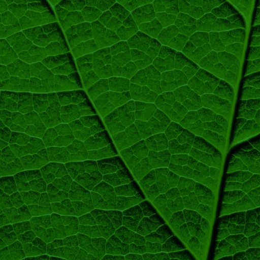 Close-up image of a green leaf showing detailed vein structure and texture, capturing the intricate design that highlights the essence of nature versus nurture.