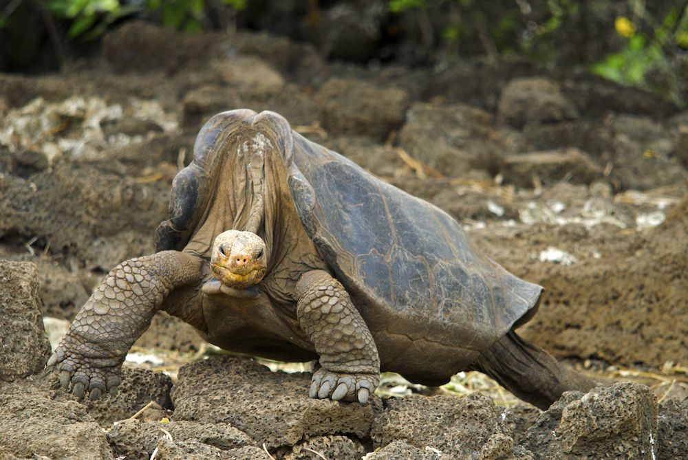 galapagos tortoise