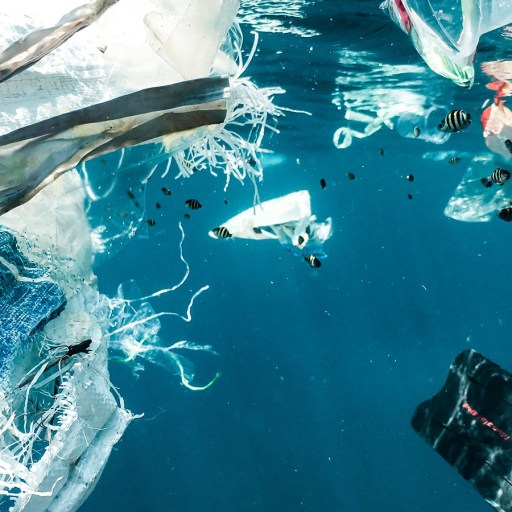 plastic-eating bacteria