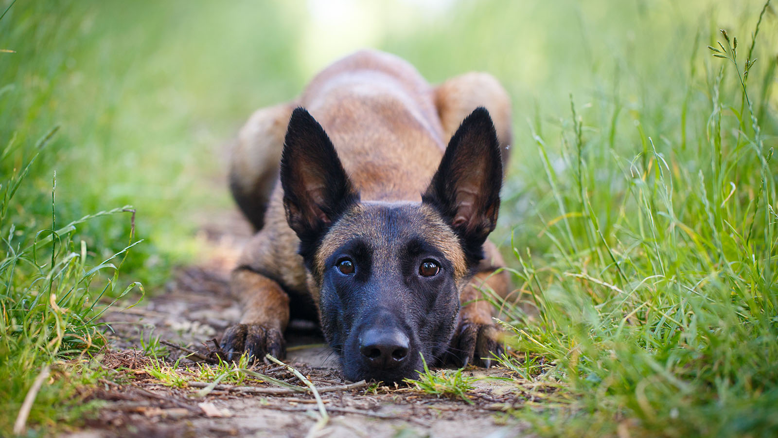 dog cancer vaccine