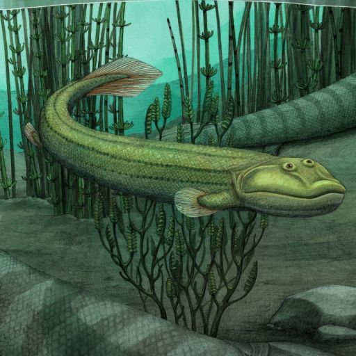 Qikiqtania, a fossil fish