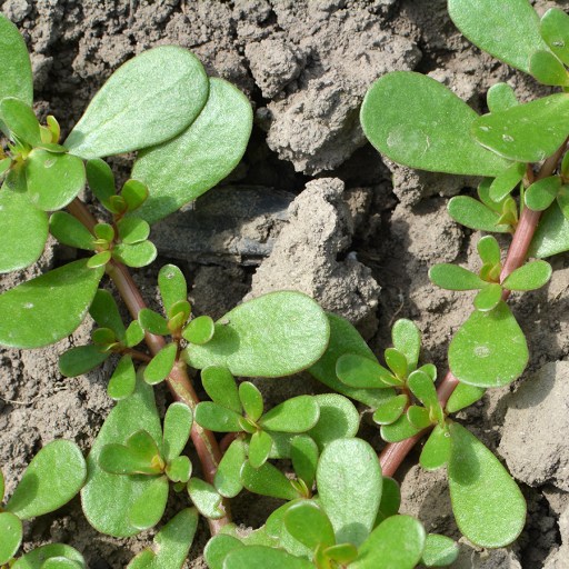 purslane