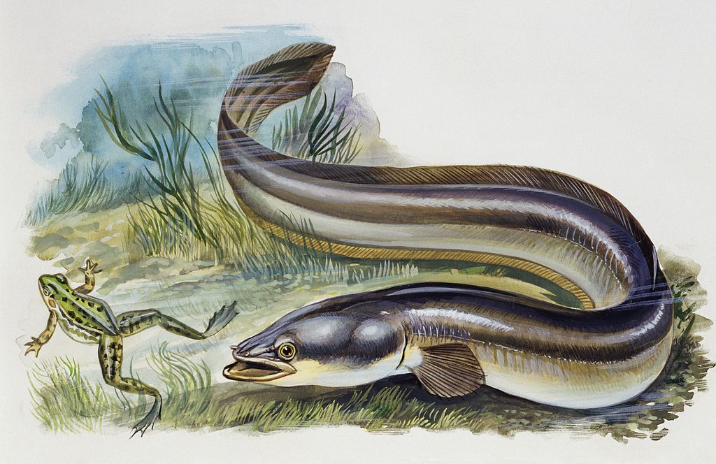 eels