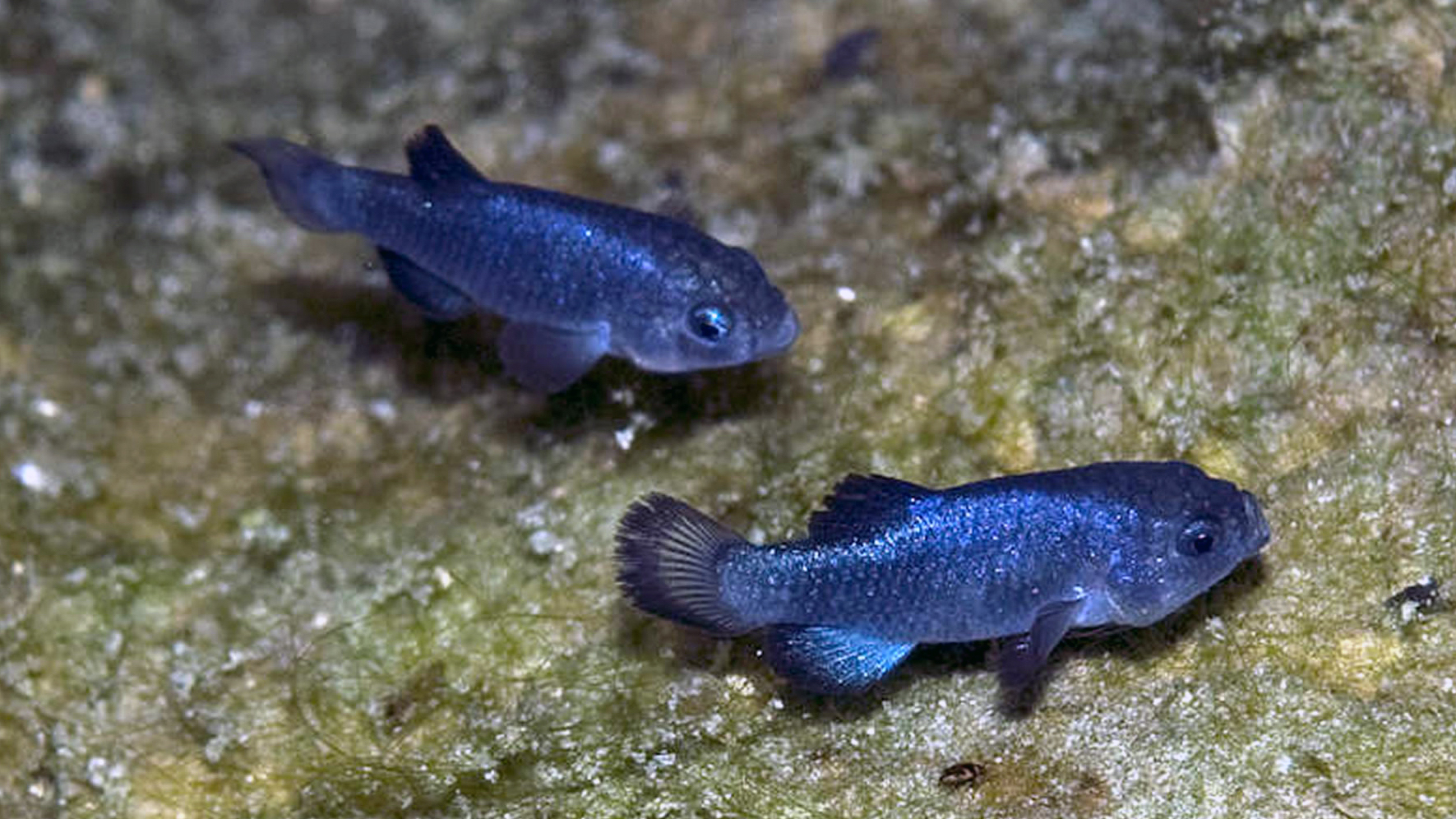 devils hole pupfish