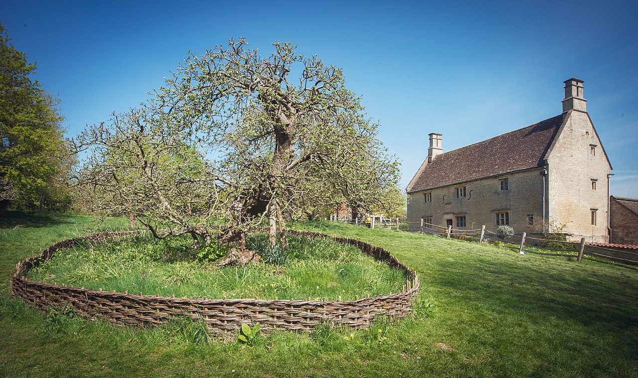 newton's apple tree