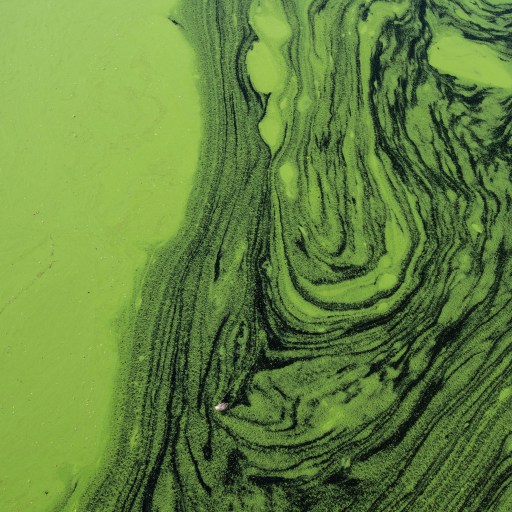 Green algae on a lake