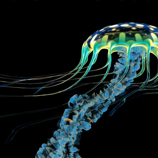 jellyfish