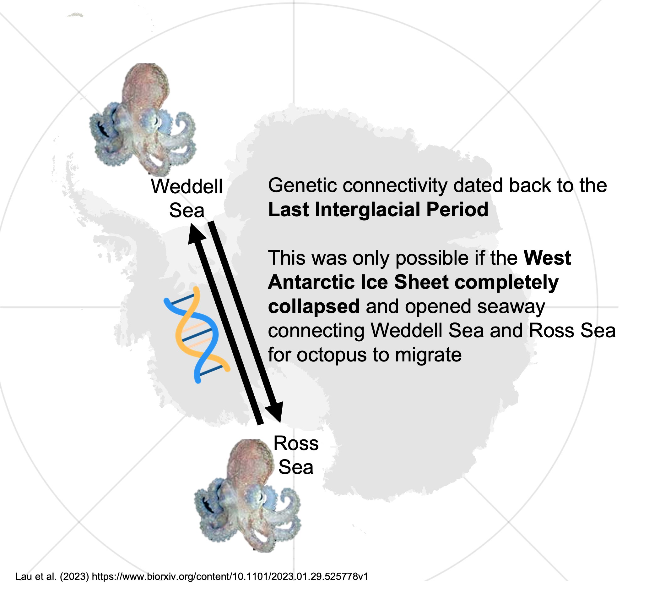 Turquet&rsquo;s octopuses on either side of the West Antarctic ice sheet haven&rsquo;t hooked up since the last interglacial period. They might get another shot relatively soon.